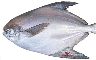 ماهی حلوا سفید یا زبیدی