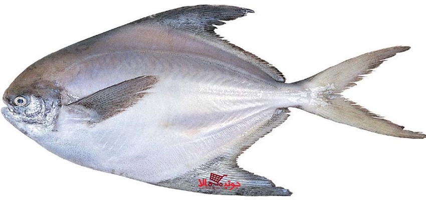 ماهی حلوا سفید یا زبیدی